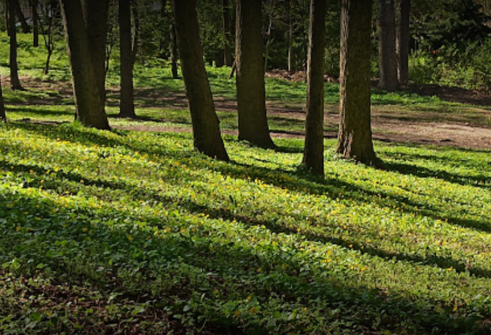 fotografia przedstawia fragmen lasu 