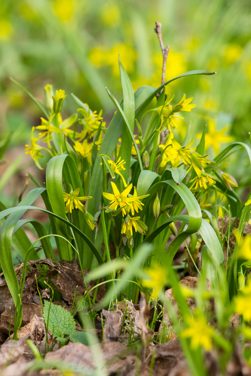 zdjecie przedstawia kwiaty nisko pienne