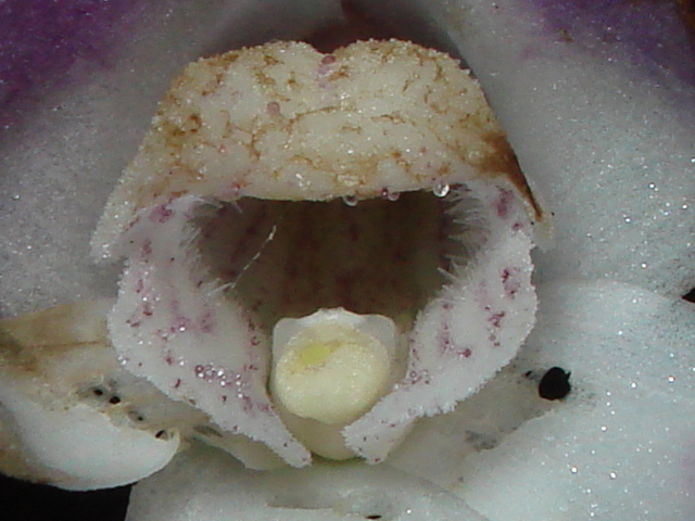 A photo of elements of Teuscheria falcon orchid.