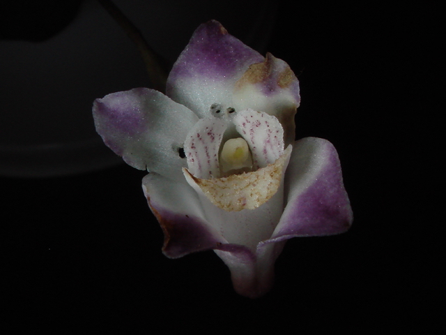 A photo of a Teuscheria falcon orchid flower.
