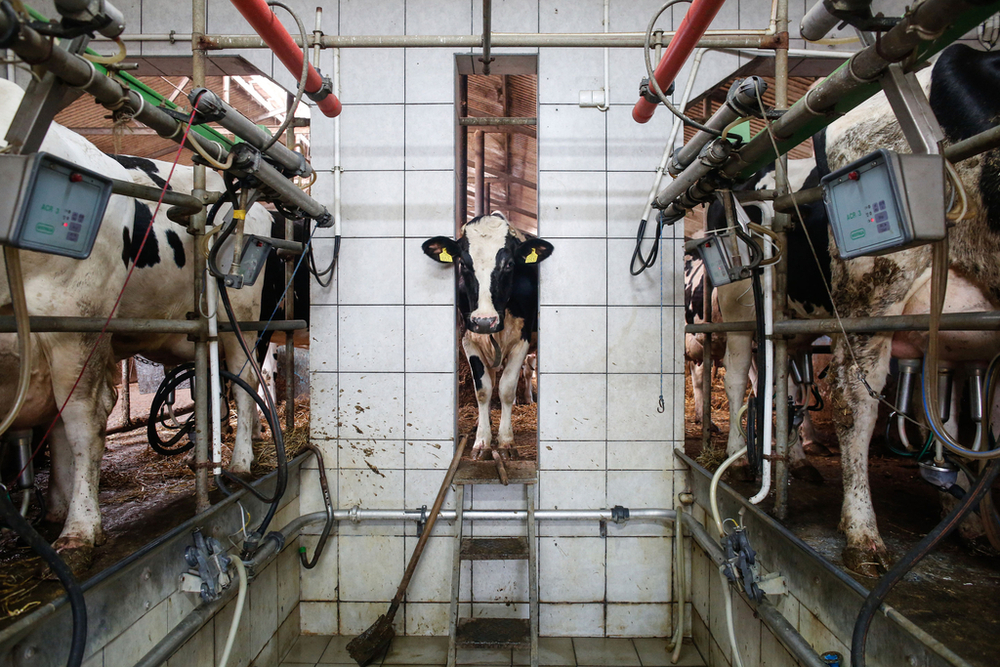a photo from a slaughterhouse showing a cow