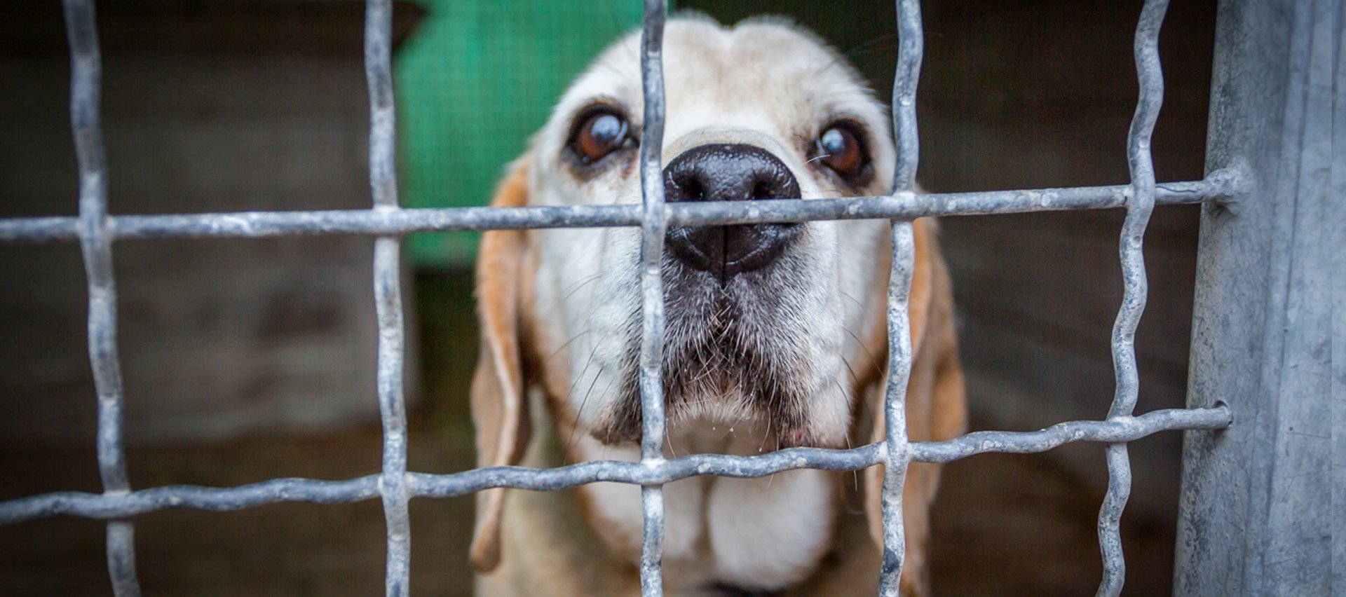 Bright-haired dog standing behind bars