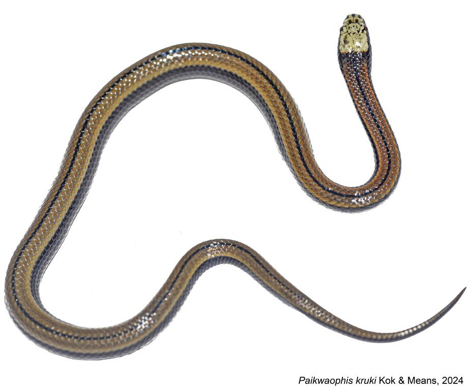 Paikwaophis kruki