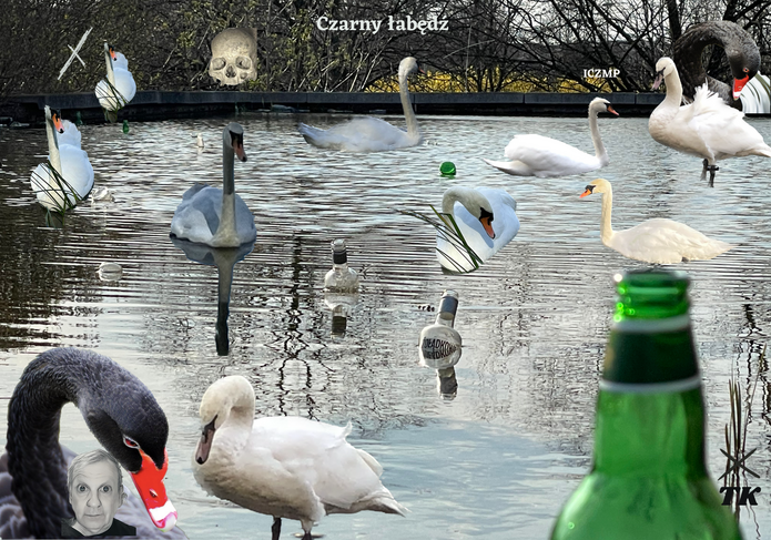 Łabędzie kolaż