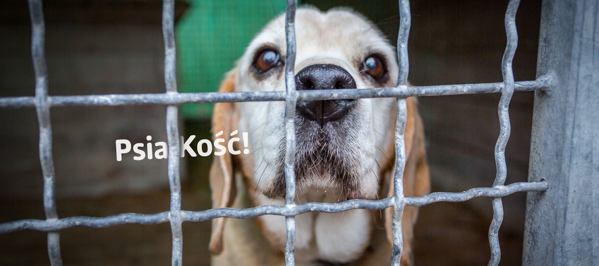 Jasnowłosy pies znajdujący się za kratami i napis Psia Kość!