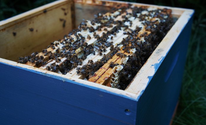 a photo of a beehive