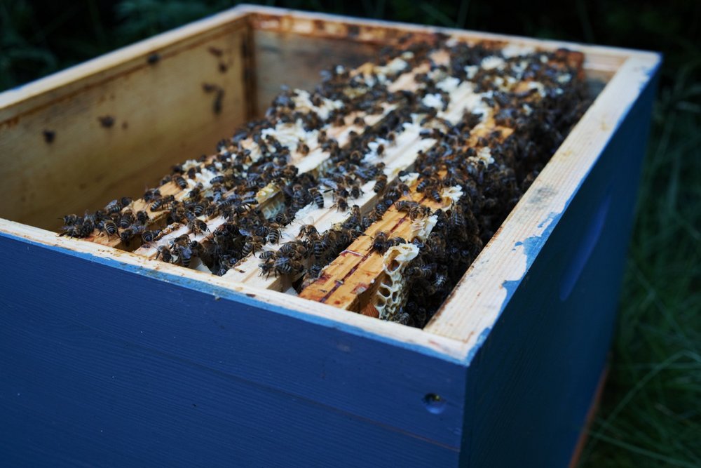a photo of a beehive
