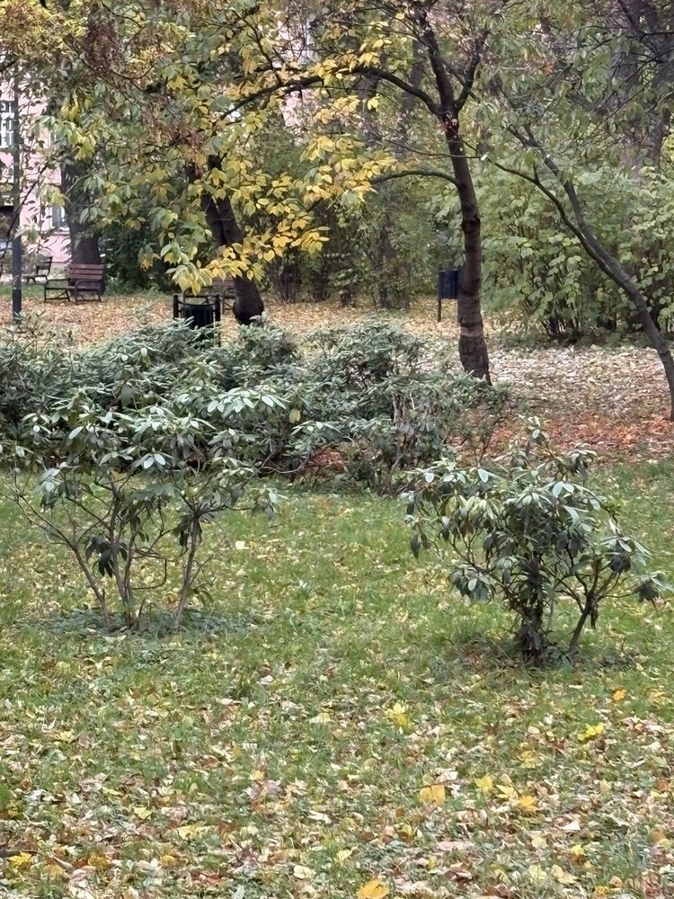 zdjęcie badanego terenu zielonego