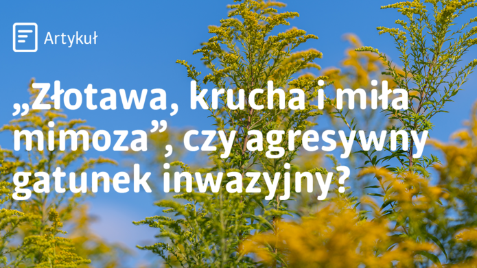Zdjęcie nawłoci wraz z cytatem z piosenki Czesława Niemena
